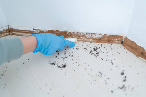 Best Wasp Removal Services  in Yaphank, NY