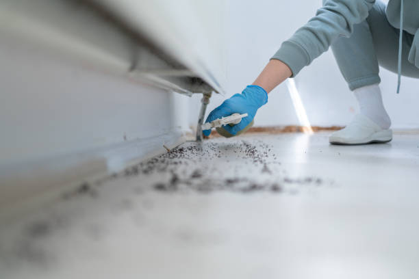 Best Local Pest Control Services  in Yaphank, NY